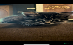 Mixed Breed cats for sale: Mixed long hair female and two males  - Image 3