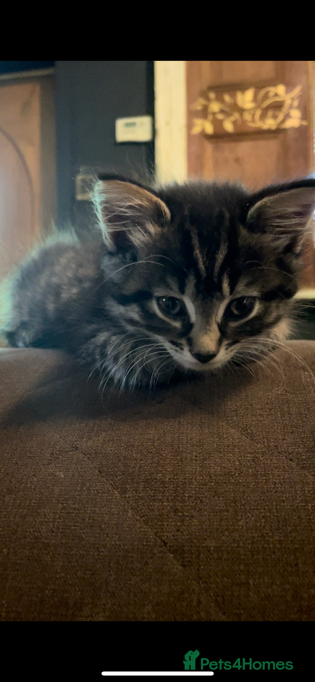 Mixed Breed cats for sale: Mixed long hair female and two males  - Image 3