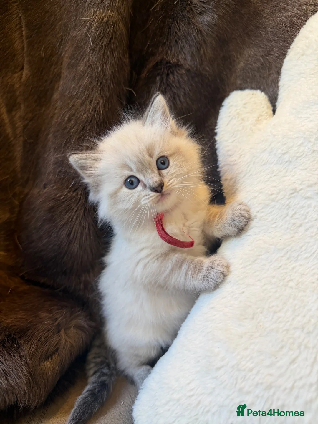 Ragdoll cats for sale: Stunning ragdoll kittens. Fully vet checked. - Advert 2