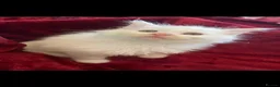 Maine Coon cats for sale: White Maine Coon kittens in Bury Saint Edmunds - Advert 13