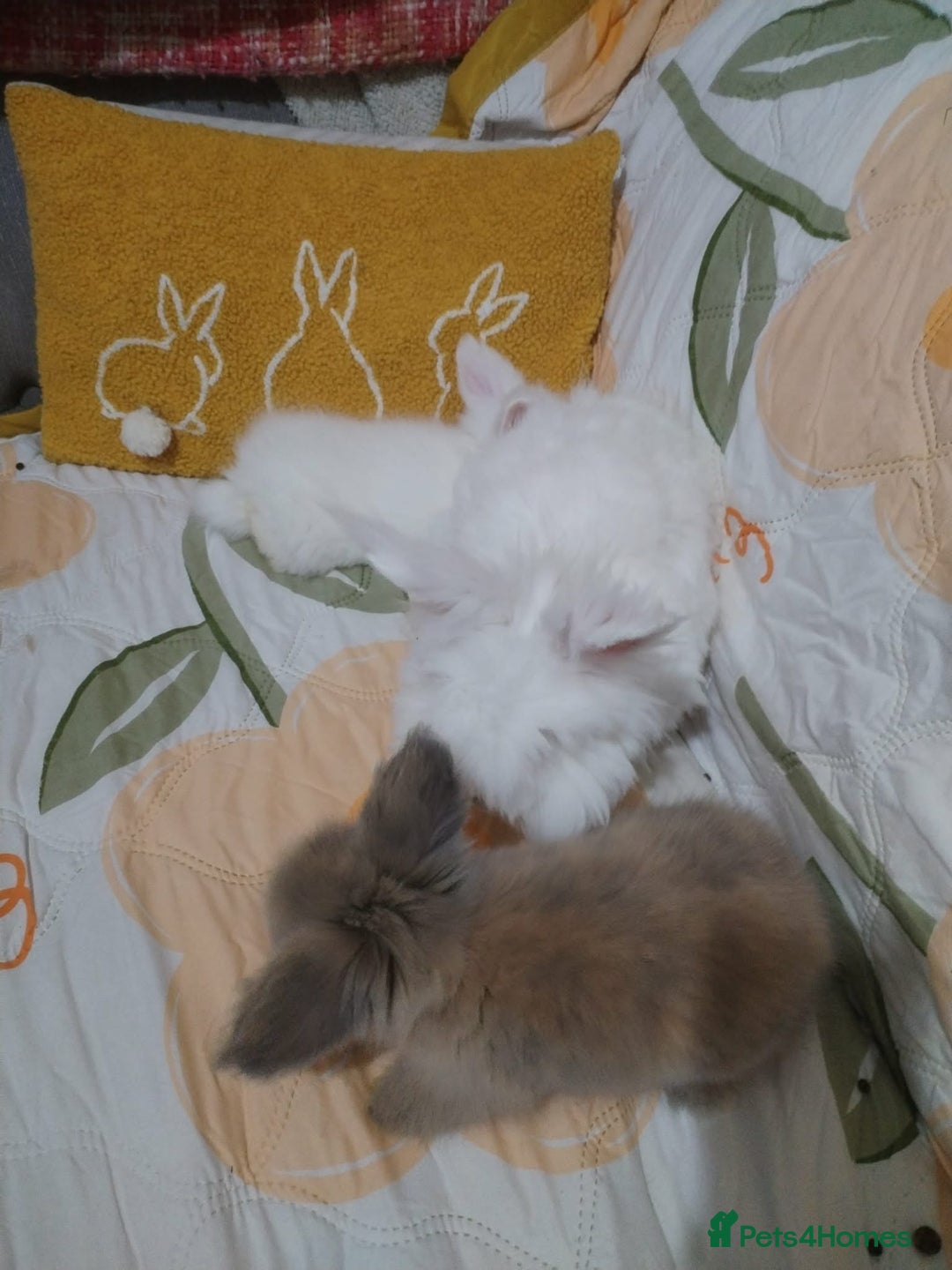 Lionhead rabbits for sale: Pure Breed Fluffy Double Mained LionHead Kits - Advert 13