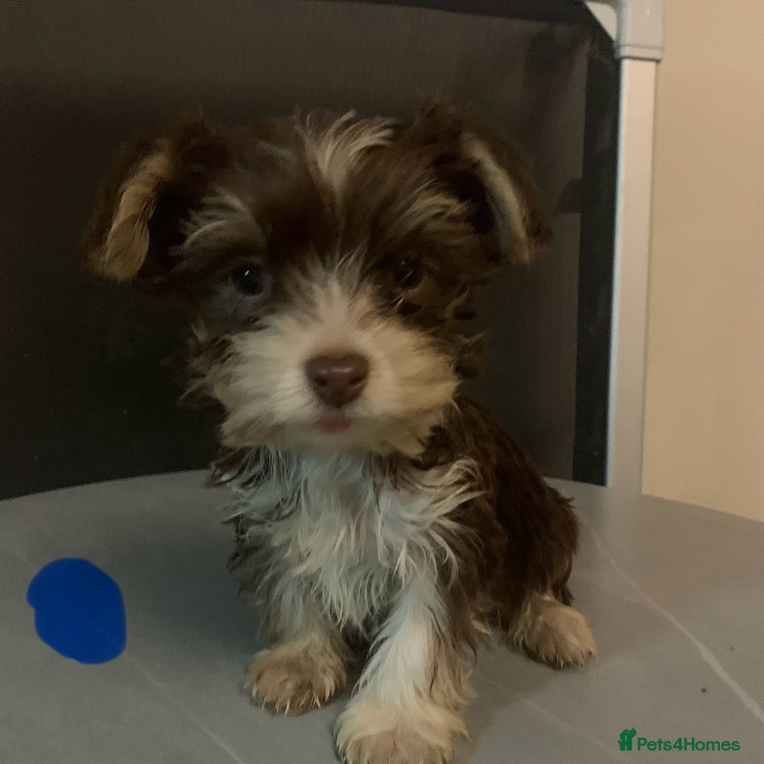 Biewer Terrier dogs for sale: Last 3 Stunning Biewer Terrier puppies - Image 15