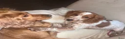 Cocker Spaniel dogs for sale: Gorgeous 8 month old female cocker spaniel - Advert 6