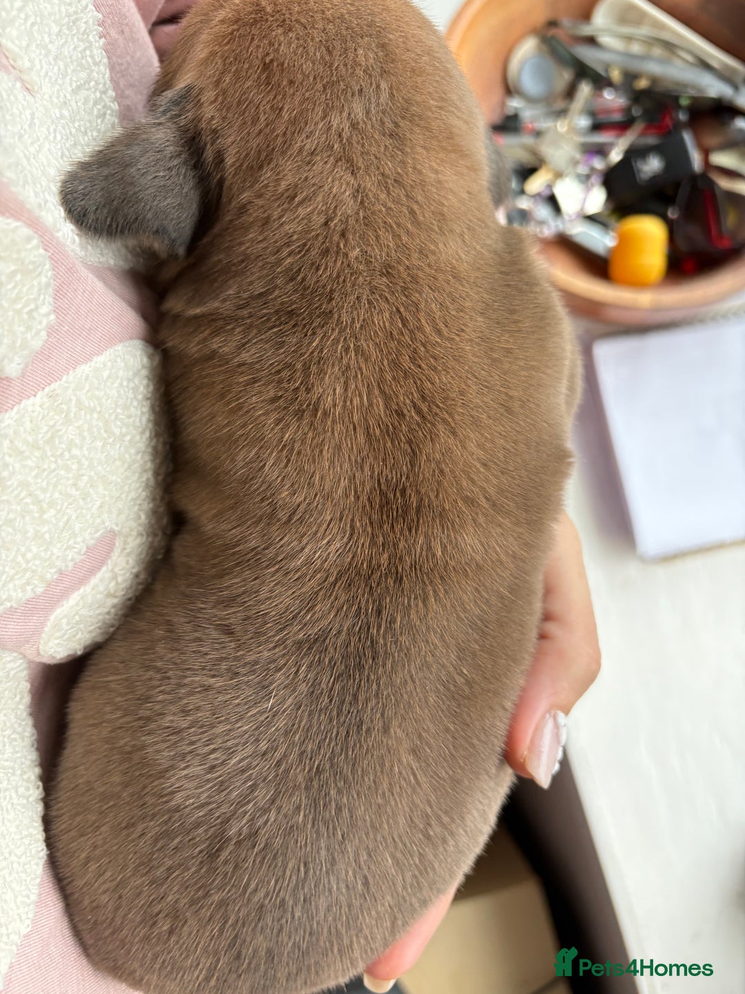 Boerboel dogs for sale: QUALITY NABBR REGISTERED PUPS!  - Advert 10