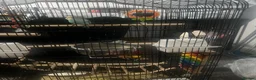 Budgerigars birds for sale: Two beautiful male budgies for sale  - Advert 5