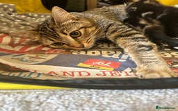 British Shorthair cats for sale: Beautiful tabby kittens looking for forever homes - Image 5