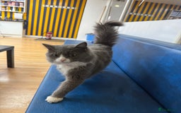 Siberian cats for sale: male and female - Image 6