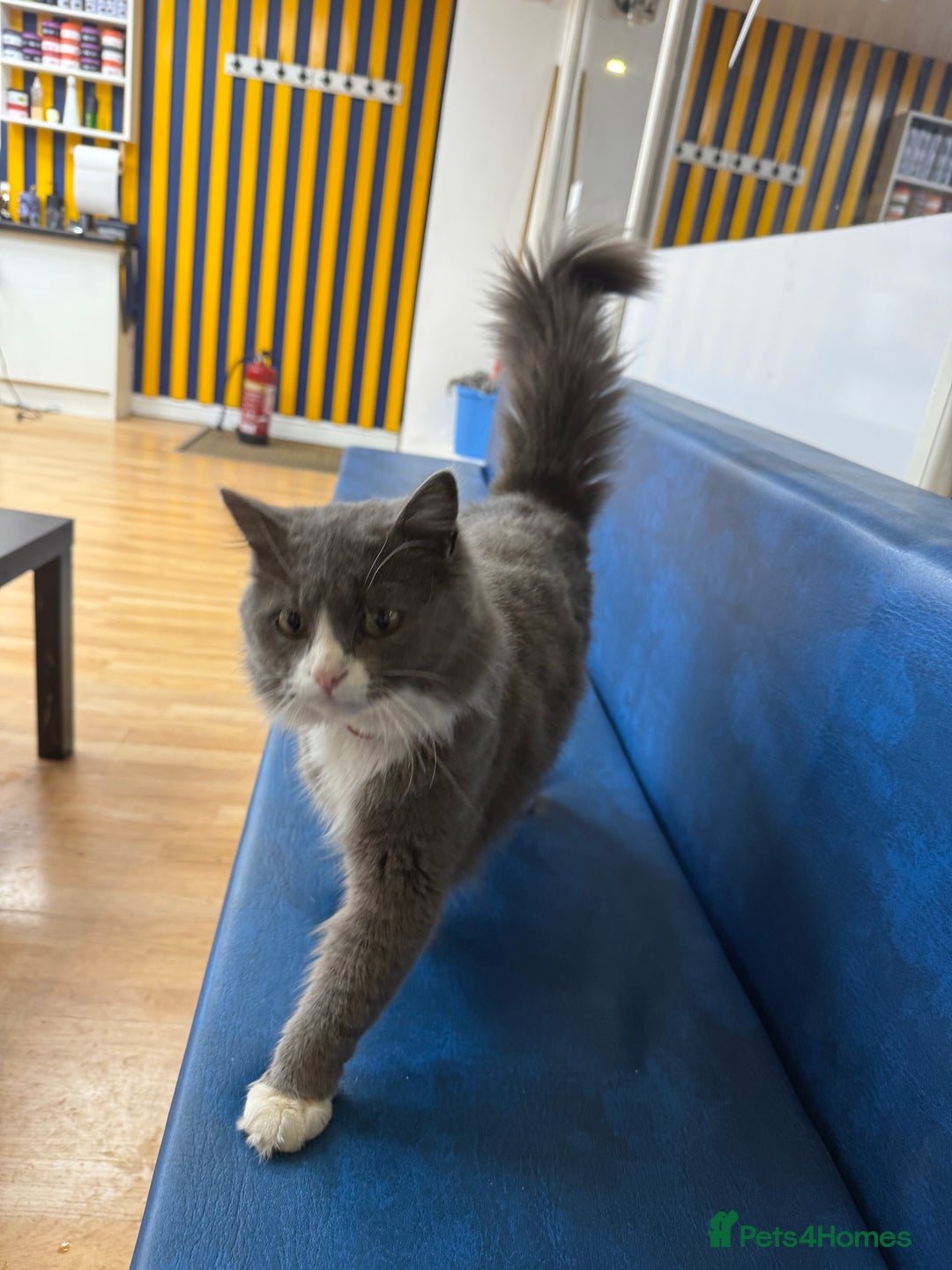 Siberian cats for sale: male and female - Image 6