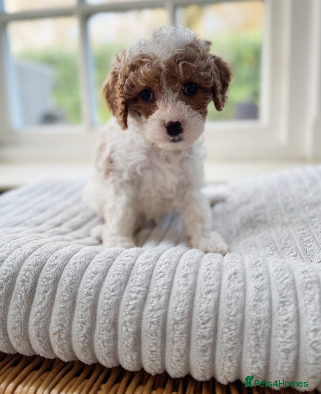 Cavapoochon dogs for sale: Cavapoochon puppies ready to leave 23 December  - Advert 9