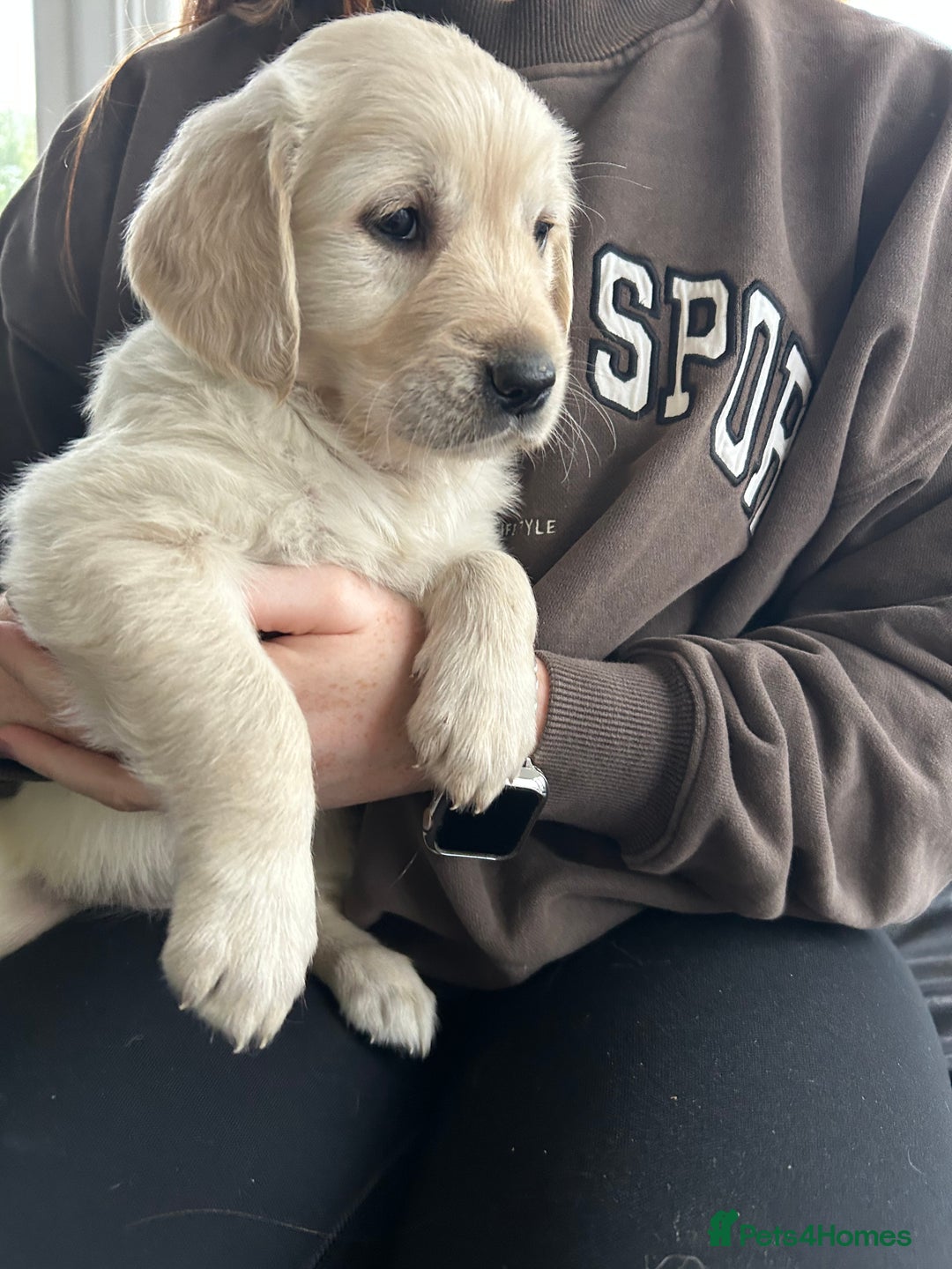 Golden Retriever dogs for sale: Beautiful Golden Retriever Puppies  - Image 9