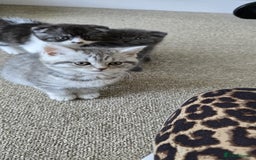 Scottish Fold cats for sale: For sale Scottish fold kitties  - Image 21