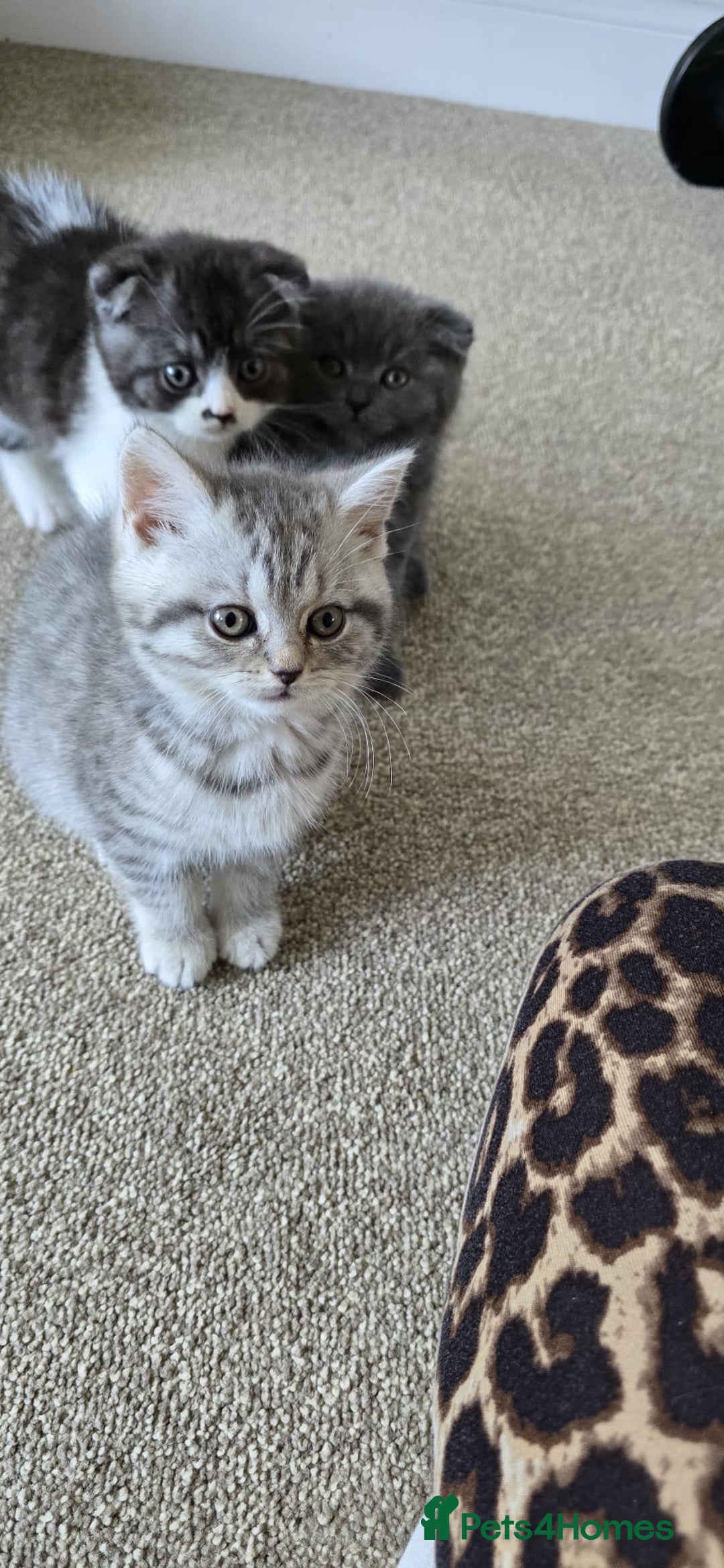 Scottish Fold cats for sale: For sale Scottish fold kitties  - Image 21
