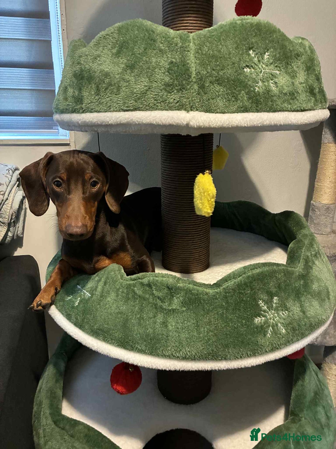 Dachshund dogs for stud: My beautiful bear❤️ - Advert 6