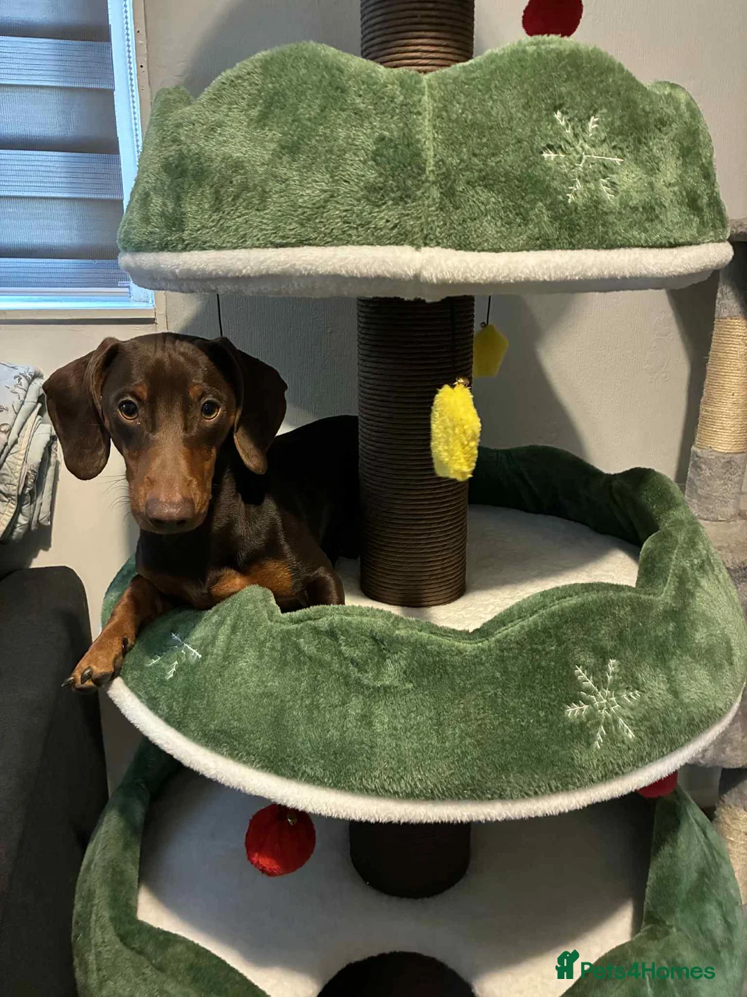 Dachshund dogs for stud: My beautiful bear❤️ - Advert 6