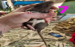 Rat rodents for sale: 9 beautiful girls - Image 26