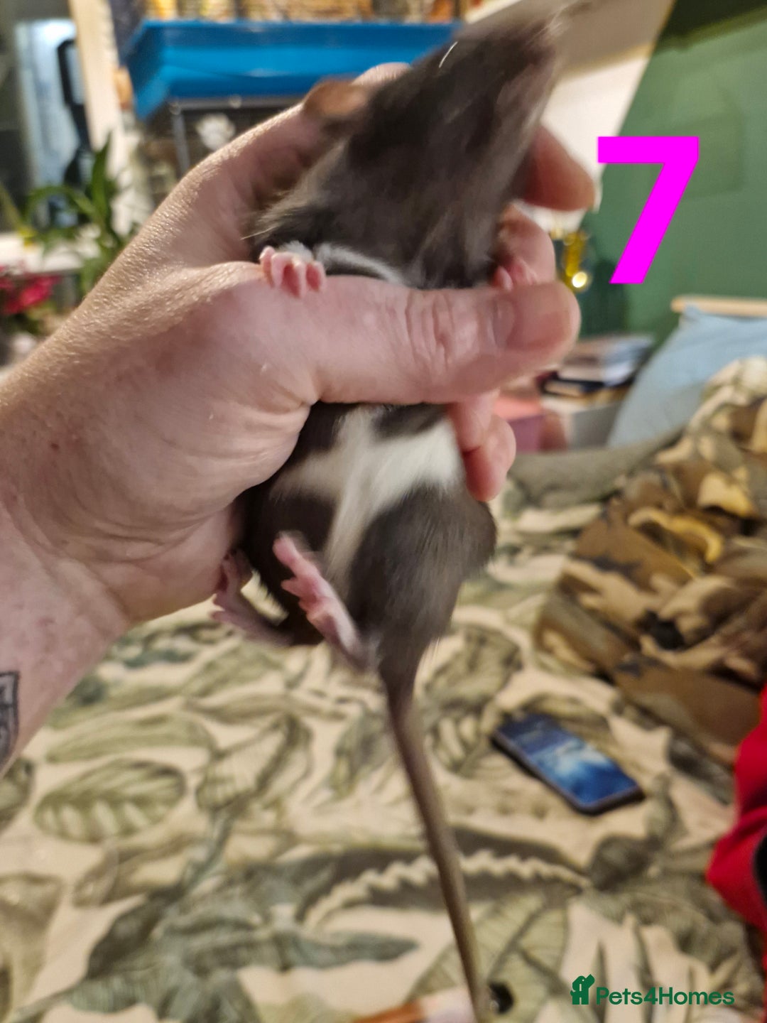 Rat rodents for sale: 9 beautiful girls - Image 26