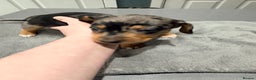 Dachshund dogs for sale: Family dogs first puppies - stunning Dachshunds  - Advert 27