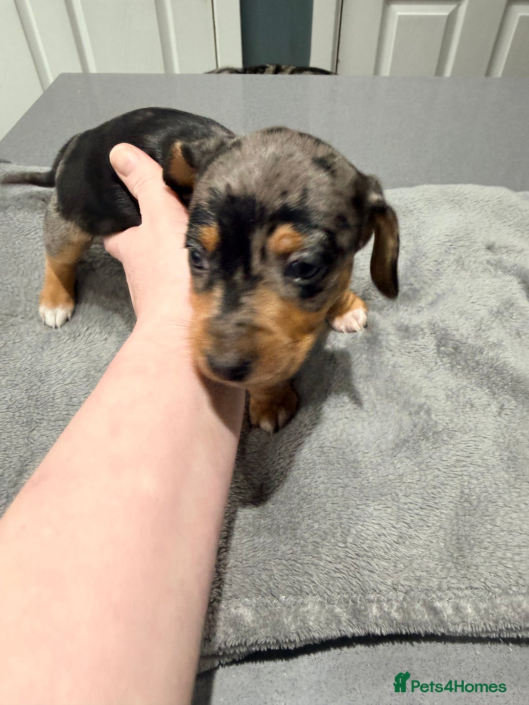 Dachshund dogs for sale: Family dogs first puppies - stunning Dachshunds  - Advert 27