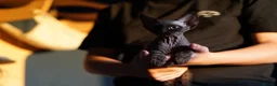 Devon Rex cats for sale: 🤎 Chocolate Devon Rex Boy Umber 🤎 - Advert 3