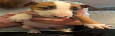Bruno 