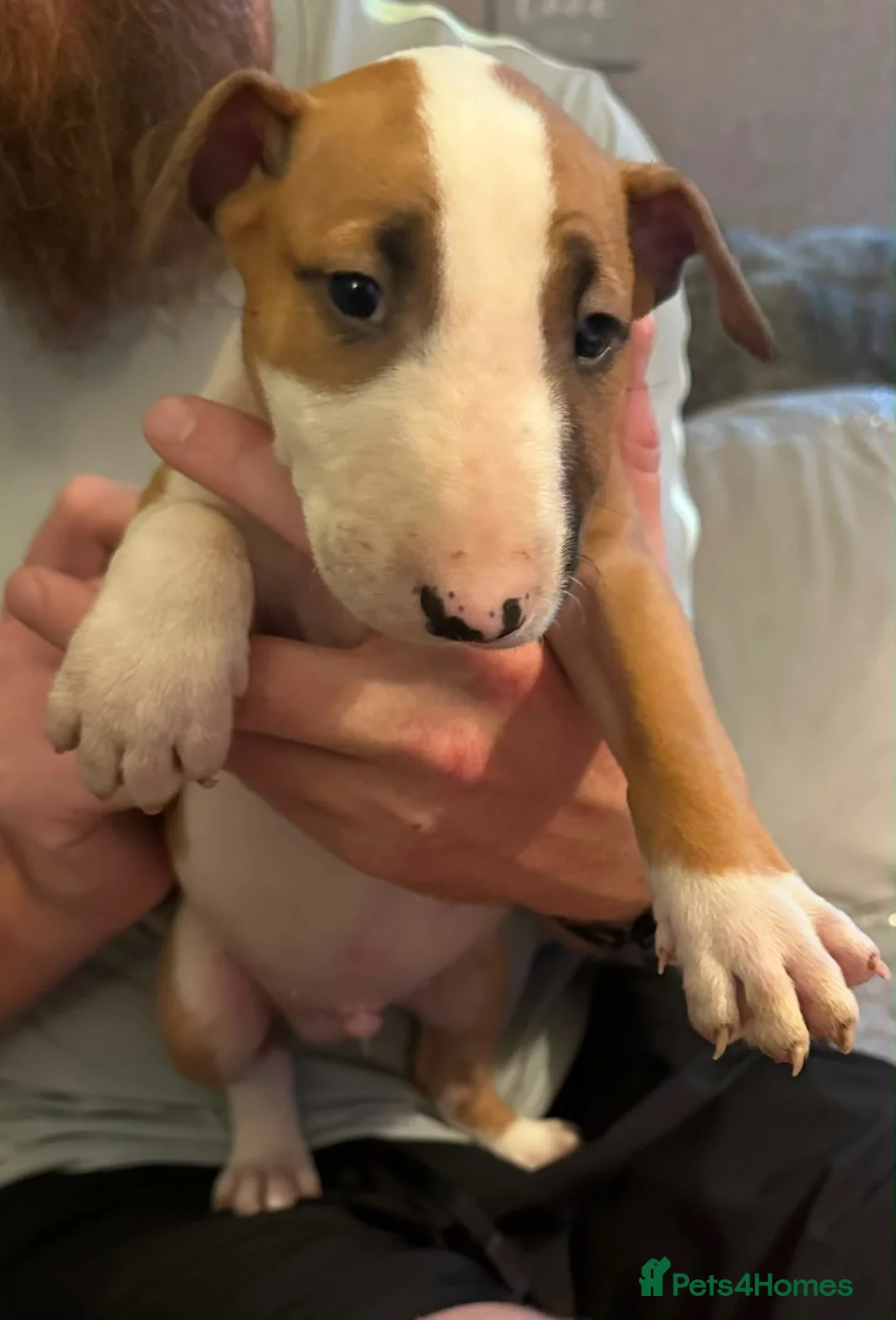 Bull Terrier dogs for sale: 4 month old male EBT  - Advert 1