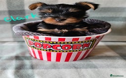 Yorkshire Terrier dogs for sale: miniature toy yorkie pups - Image 2