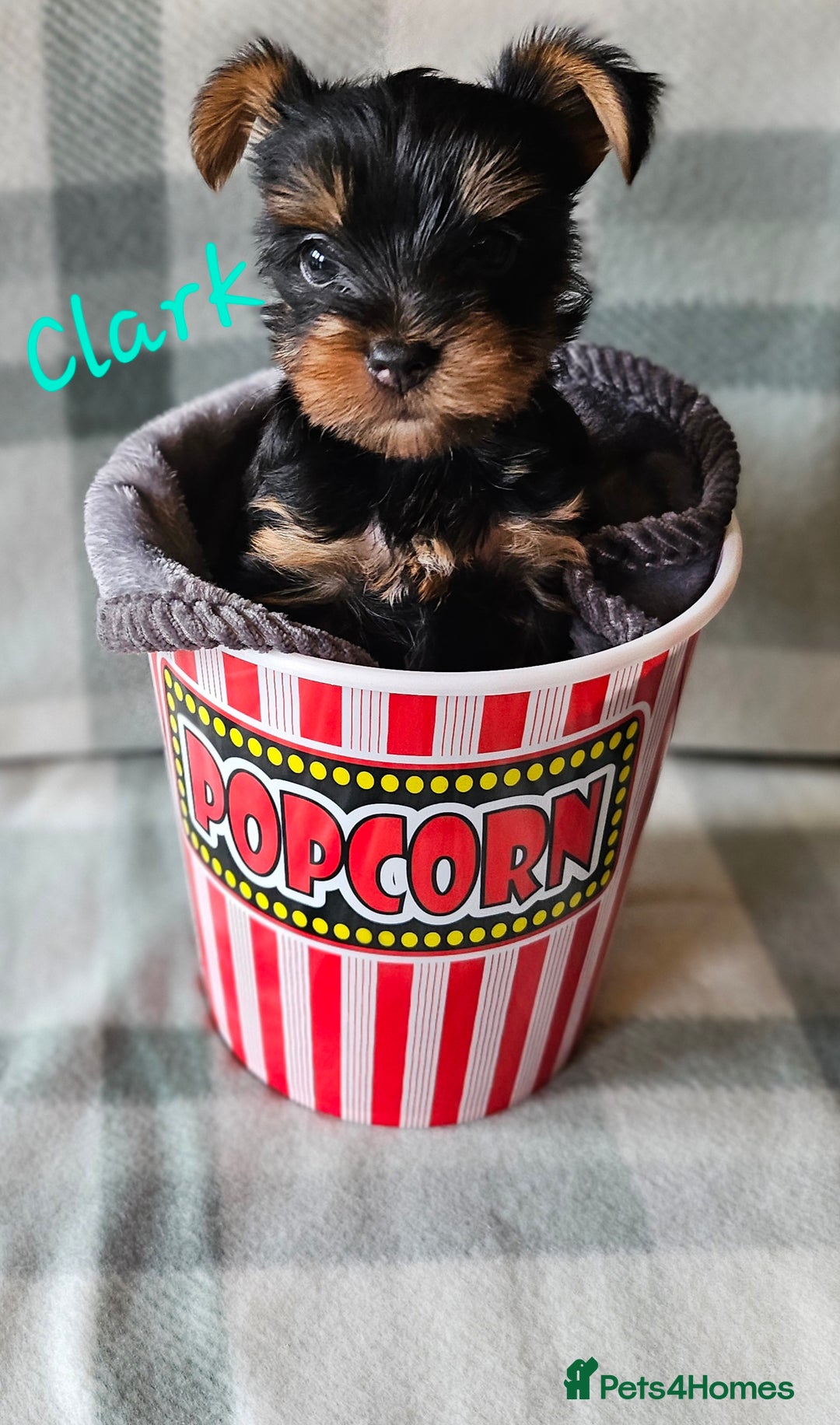 Yorkshire Terrier dogs for sale: miniature toy yorkie pups - Image 2