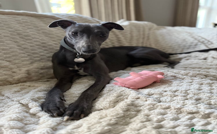 Whippet dogs - Advert 2