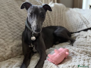 Whippet dogs - Advert 2