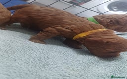 Cockapoo dogs for sale: Beautiful cockapoo puppies  - Image 10