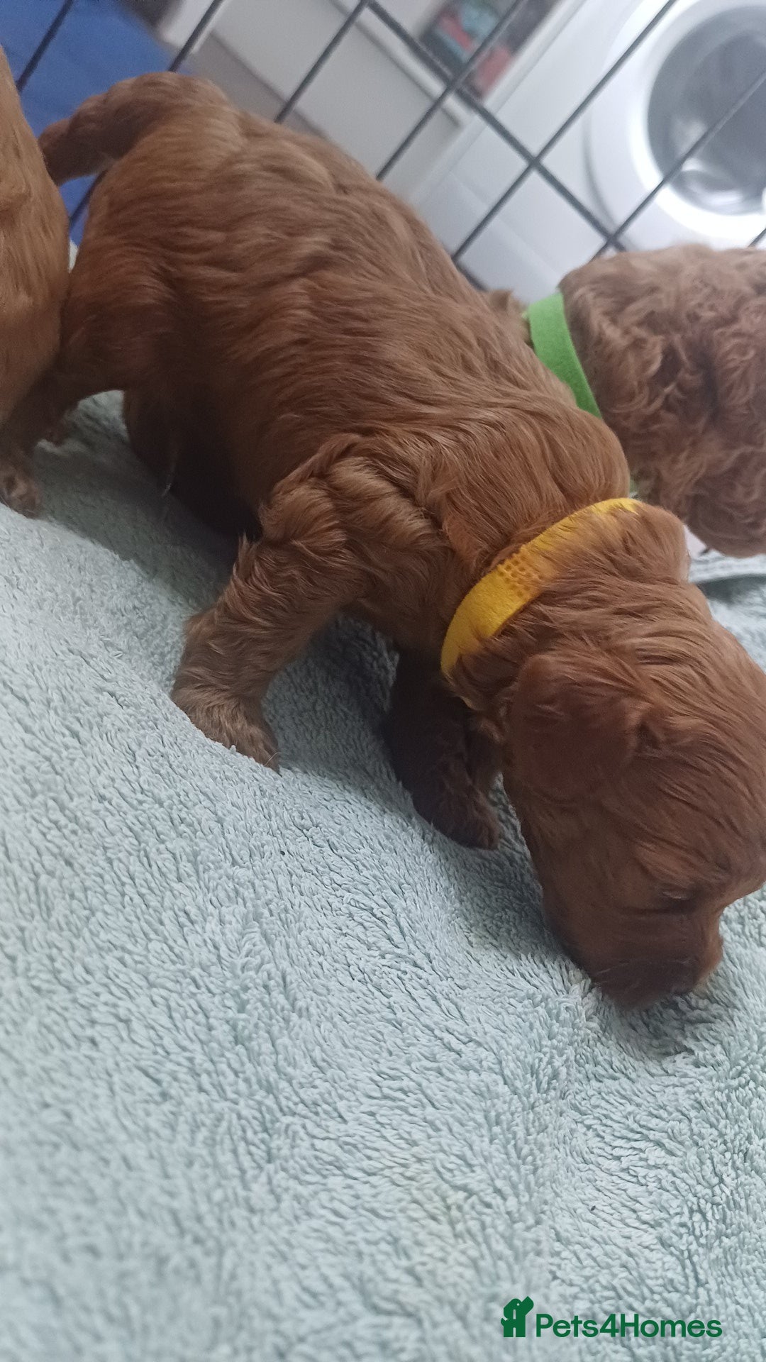 Cockapoo dogs for sale: Beautiful cockapoo puppies  - Image 10