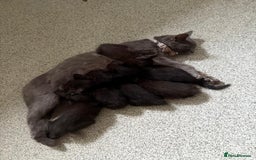 Mixed Breed cats for sale: beautiful kittens  - Image 1
