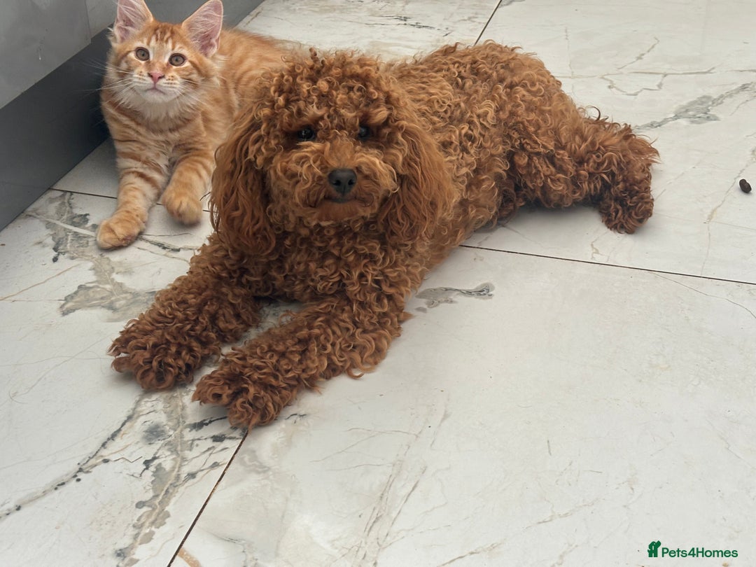 Toy Poodle dogs for sale: KC Toy Poodle Boy - Image 6