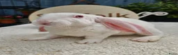 Rex rabbits for sale: Luxury Velveteen Lops  - Advert 13