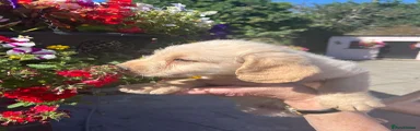 Labradoodle 1