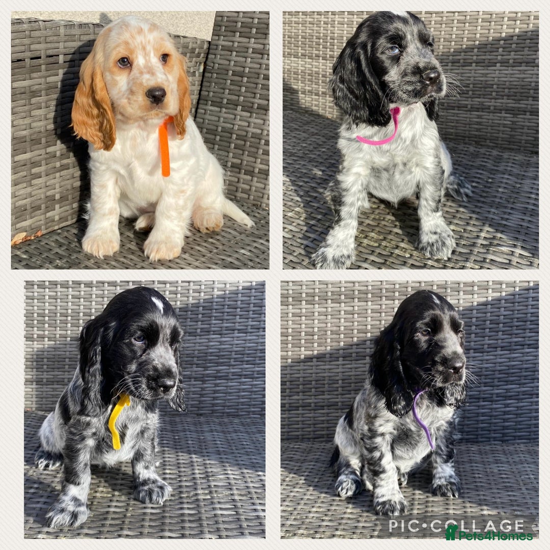 Cocker Spaniel dogs for sale: KC Registered Show Type Cocker Spaniel Pups - Advert 1