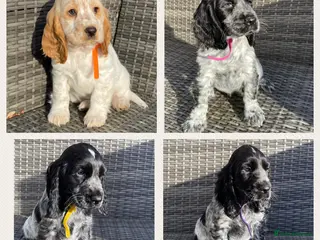 Cocker Spaniel dogs KC Registered Show Type Cocker Spaniel Pups - Advert 6