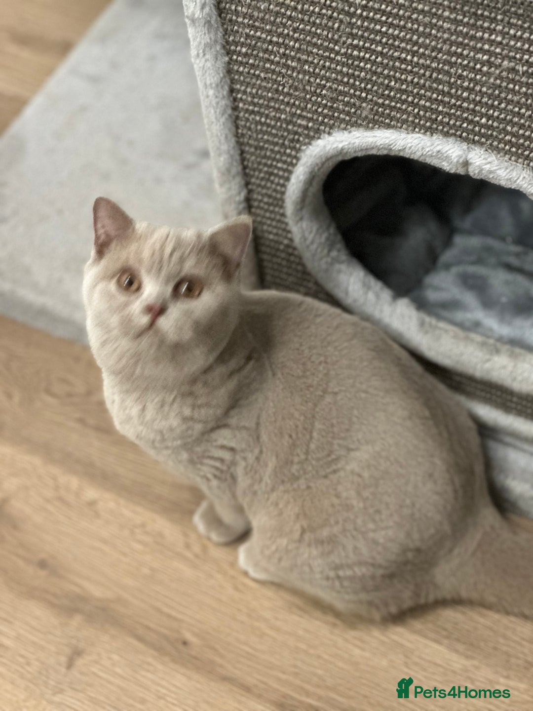 British Shorthair cats for sale: Exc   champion line - Advert 38