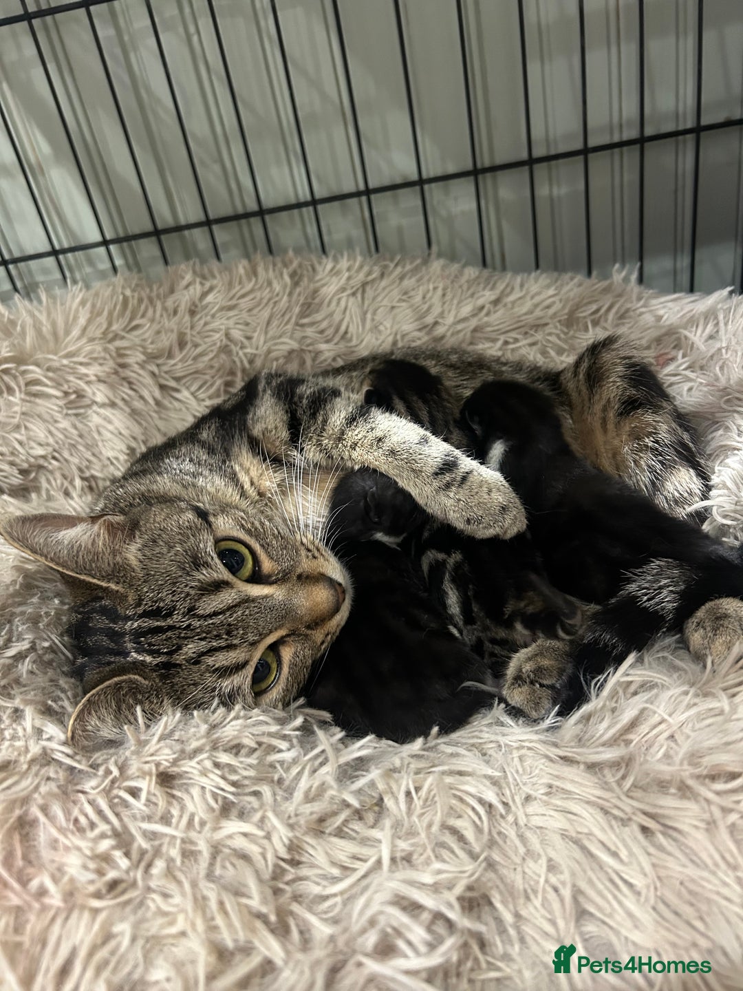 Domestic Shorthair cats for sale: Lovely Female Tabby & Tuxedo Kittens - Advert 9