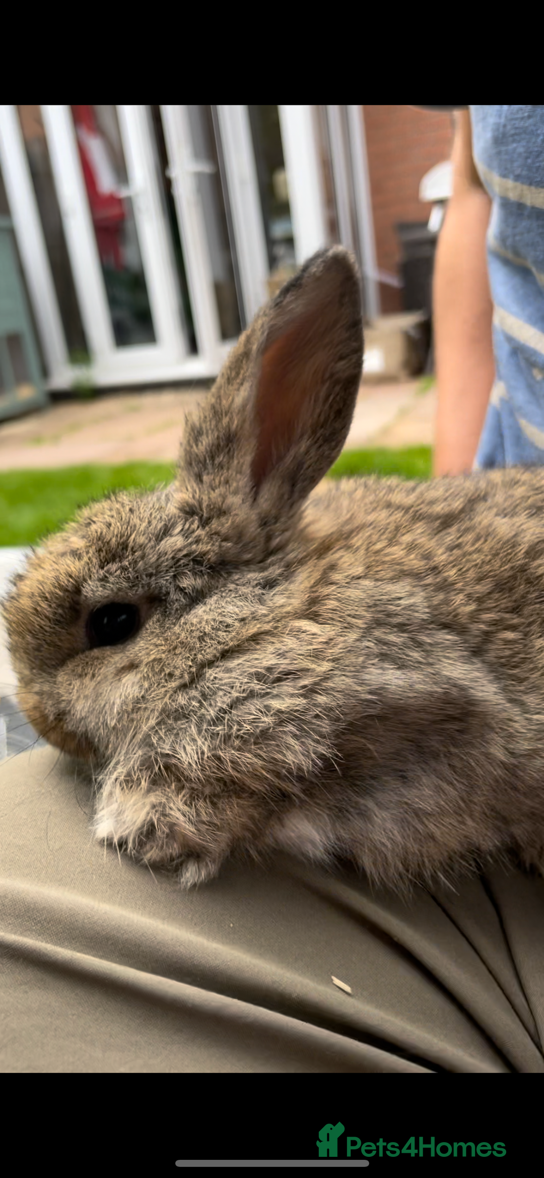 Mini Lop rabbits for sale: 3 Female Mini Lops in Swadlincote - Image 2