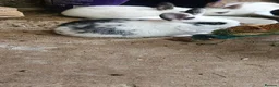 Mixed Breed rabbits for sale: They are mix rex and Dutch.🥰 - Advert 8