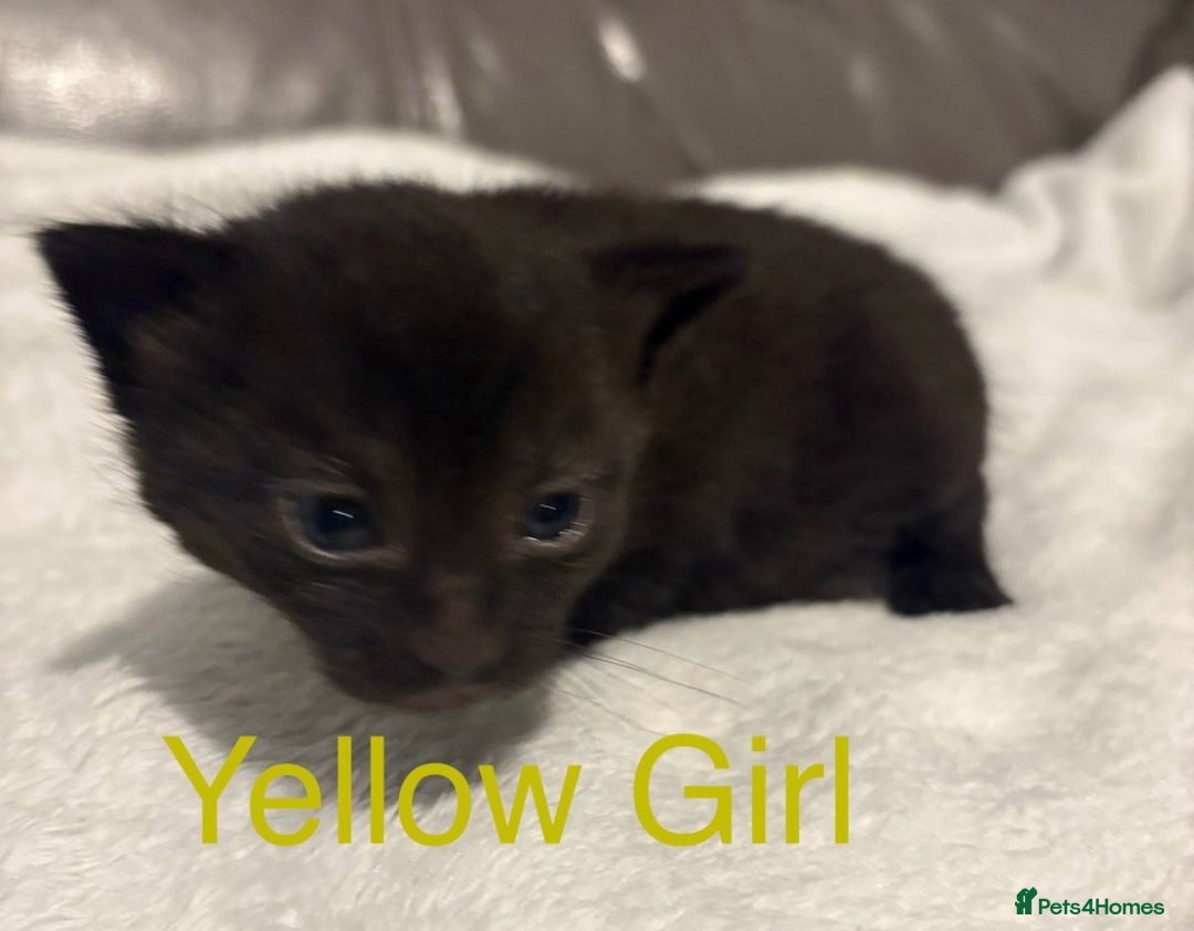 Mixed Breed cats for sale: Only Two Adorable Kittens Left! - Image 2