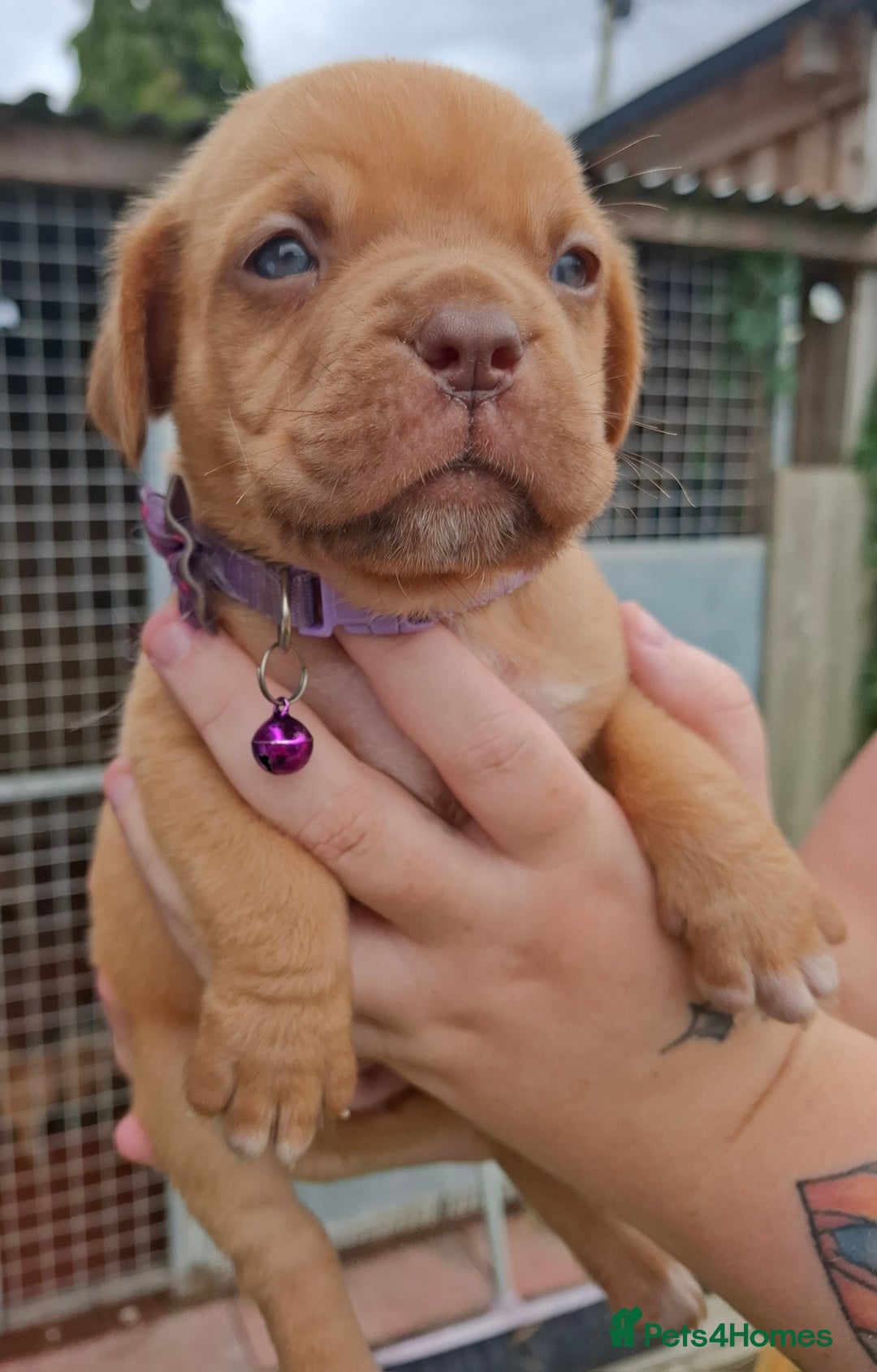 Dogue De Bordeaux dogs for sale: Dogue de Bordeaux pups  - Image 20