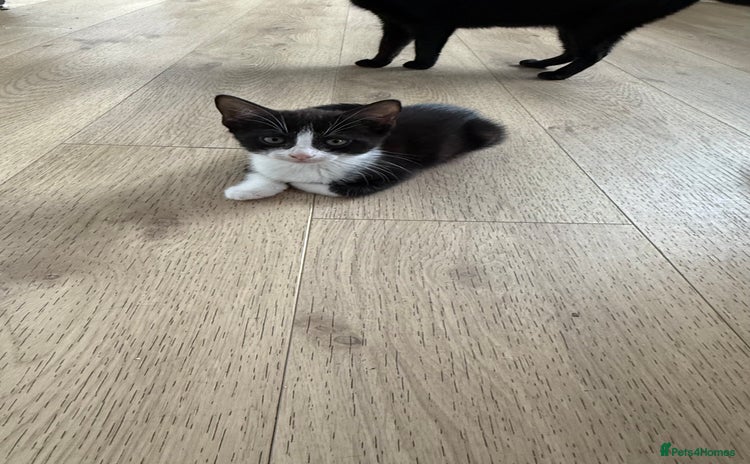 British Shorthair cats - Advert 5