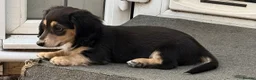 Dachshund dogs for sale: One Puppy now available. Due to sad circumstances. - Advert 17