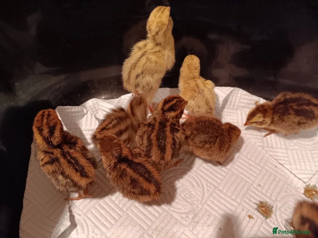 Quail poultry for sale: Quail Chicks  - Advert 2