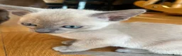 Tonkinese cats for sale: Tonkinese blue male tcr - Advert 14