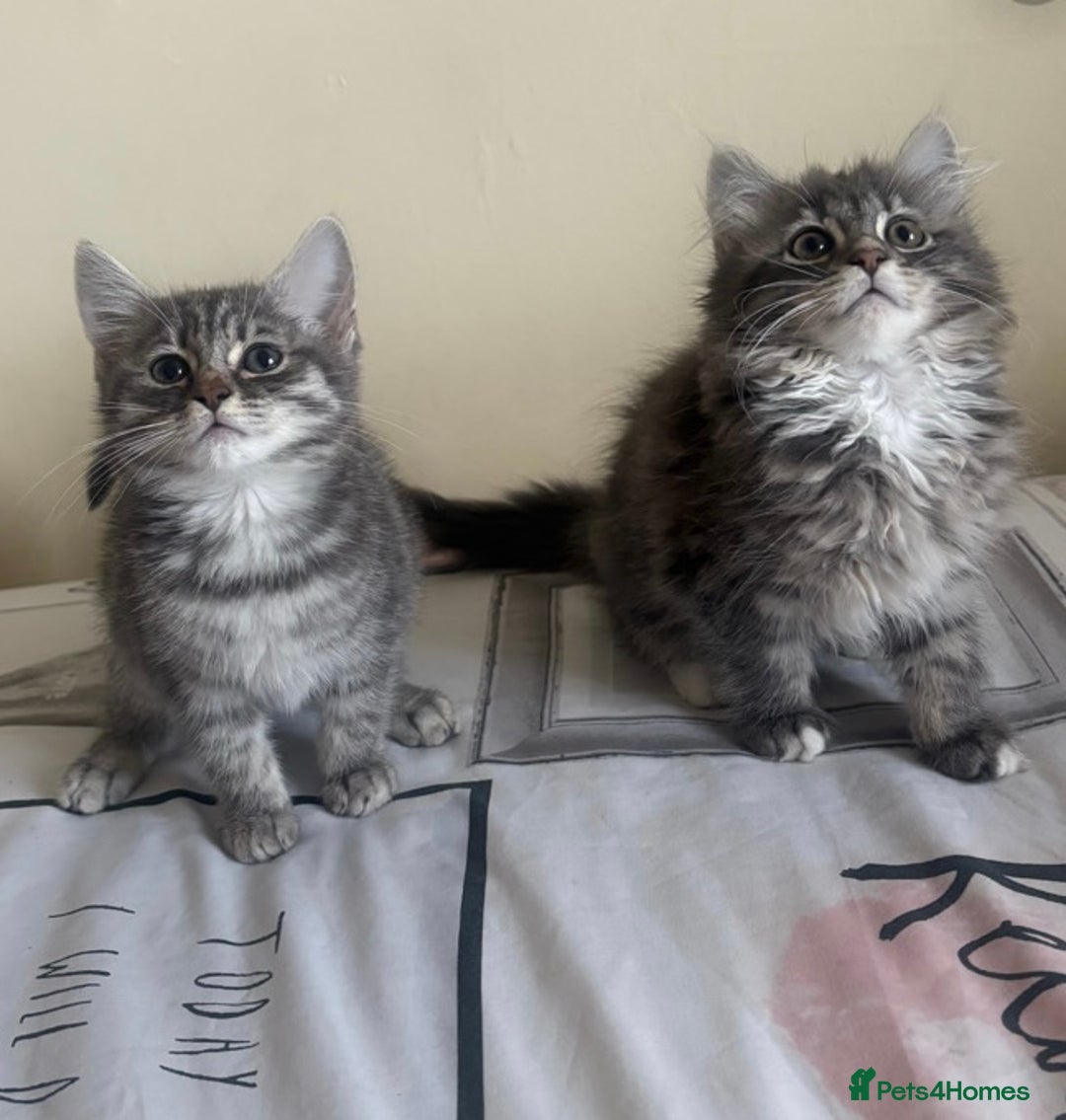 Ragdoll cats for sale: Ragdoll Cross Maine Coon Kitten - Image 18