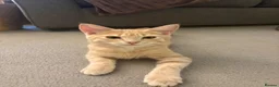 Mixed Breed cats for sale: Male ginger kitten - 5 month old.  - Advert 2