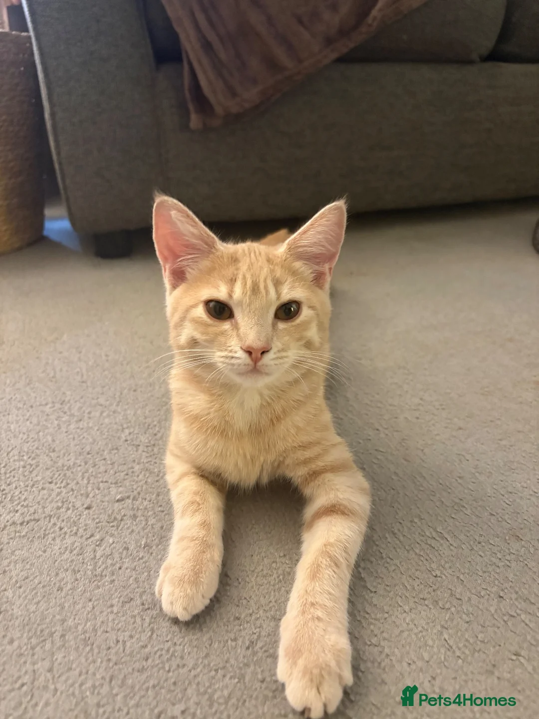 Mixed Breed cats for sale: Male ginger kitten - 5 month old.  - Advert 2